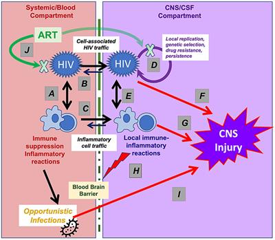 Neuroimmunology of CNS HIV Infection: A Narrative Review